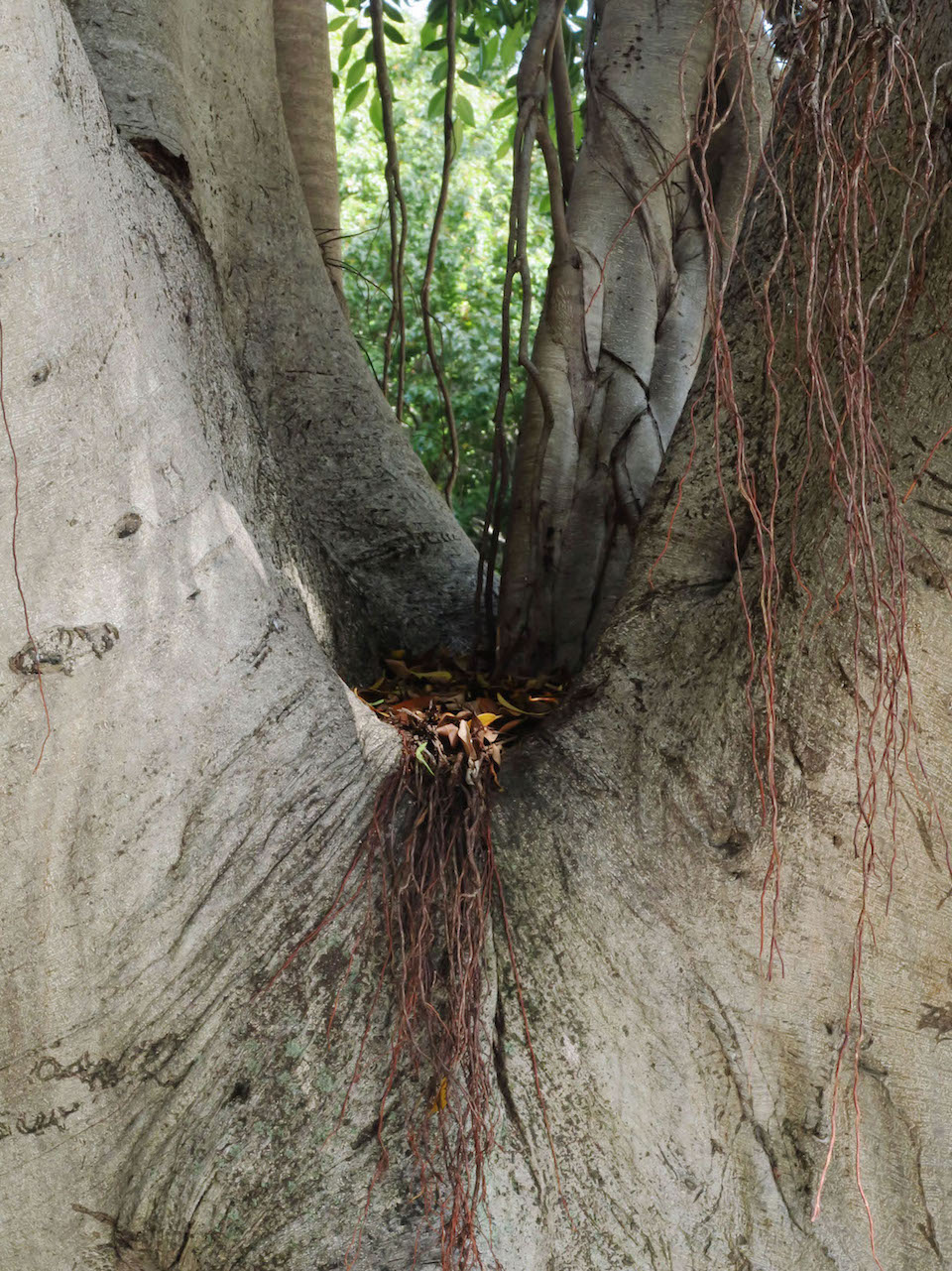 Jill Crossley, Fenestration, Digital Print on Cotton Rag, 40x30cm