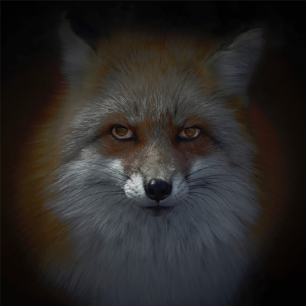 Luke Hardy kitsune-bi [foxfires] X 2018 image 60cm x 60cm pigment print on archival art paper Framed 2,800