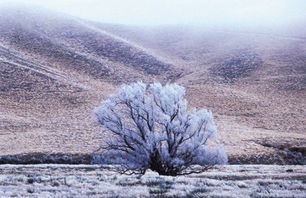 MikiNobuKomatsu37HoarfrostcoveredtreenearNasebyCibachrome60x40 copy