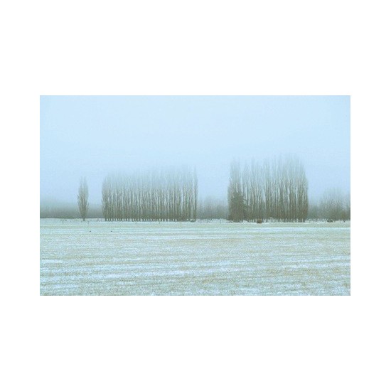 03 Poplars in mist near Geraldine 